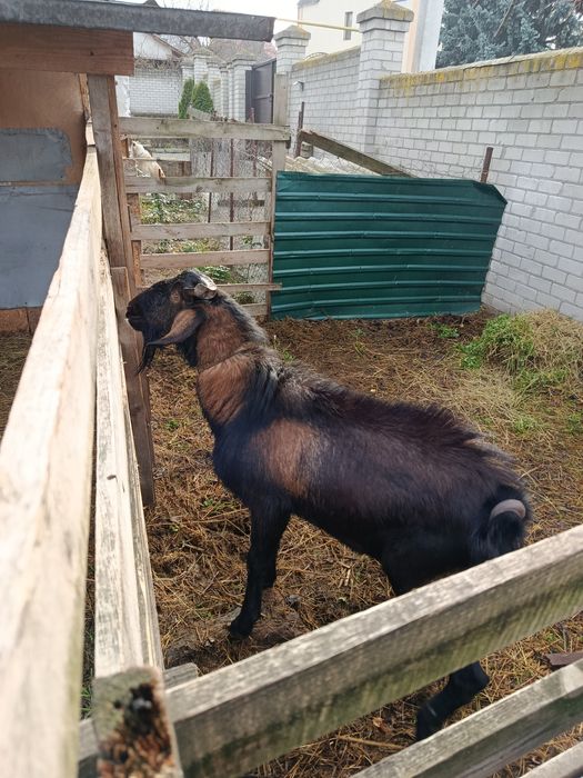 Альпо-Нубийский козел