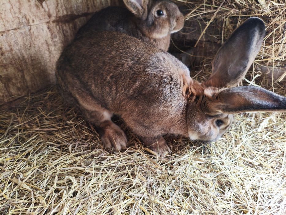 Króliki belgijskie olbrzymy