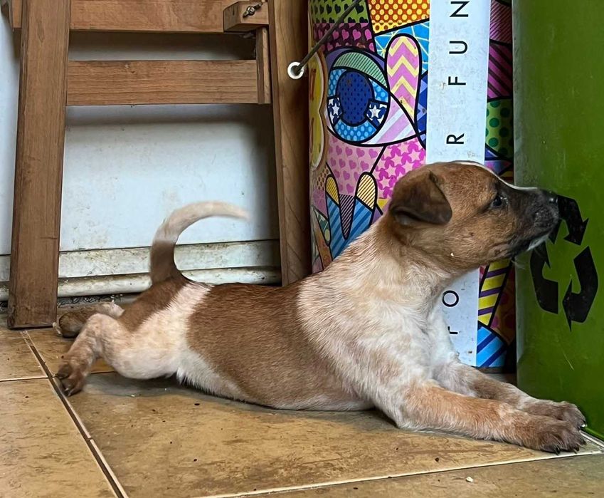 Szczeniaki szukają domów