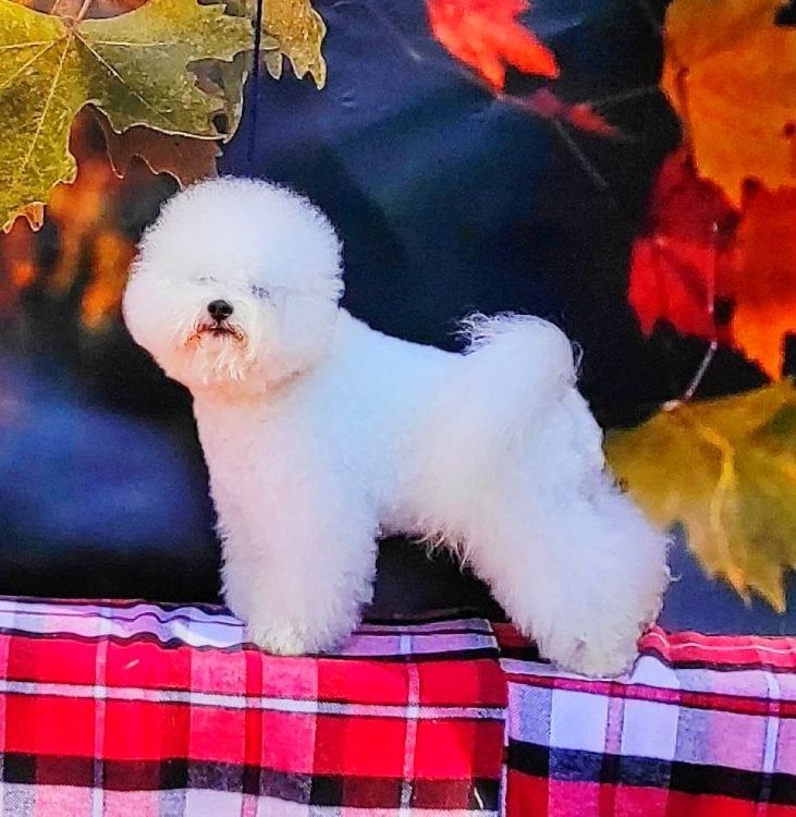 Бішон фрізе / Bichon frise