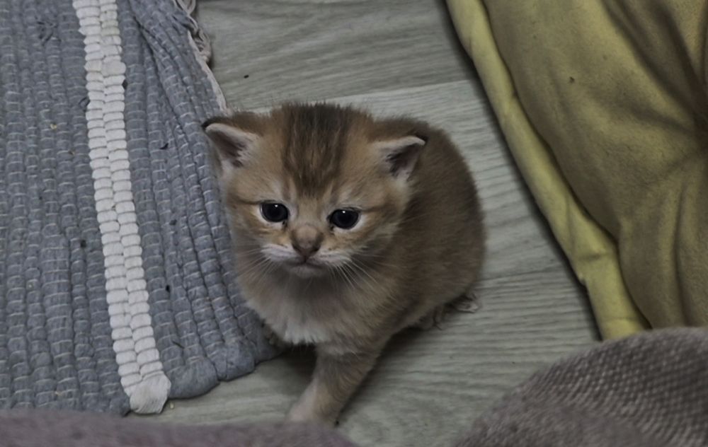 Шотландские котята, прямоухие и вислоухие мальчик и 3 девочки