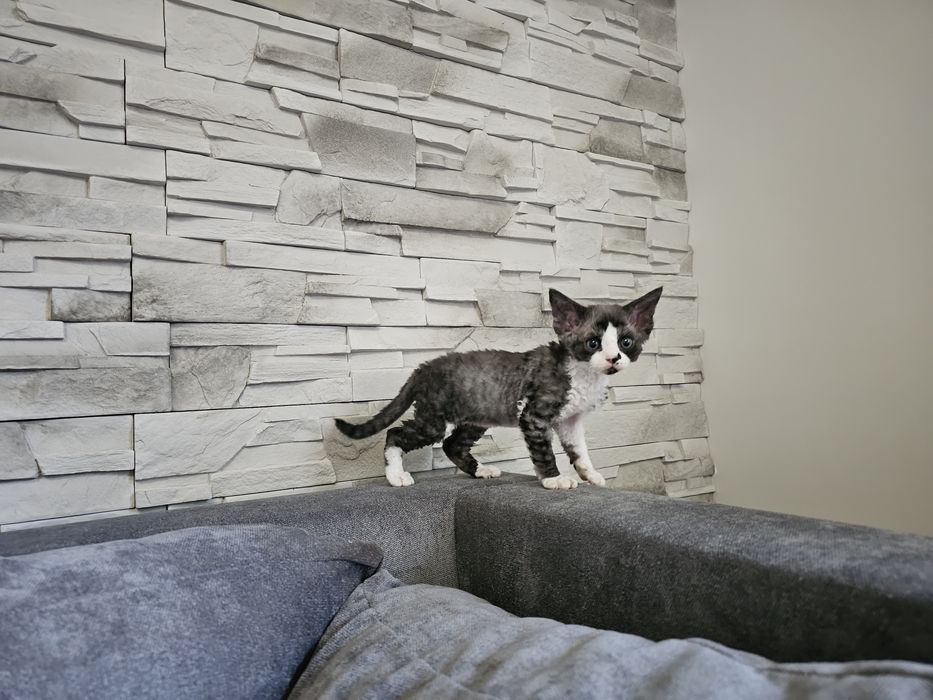 Kocięta Devon Rex, rodowód FPL