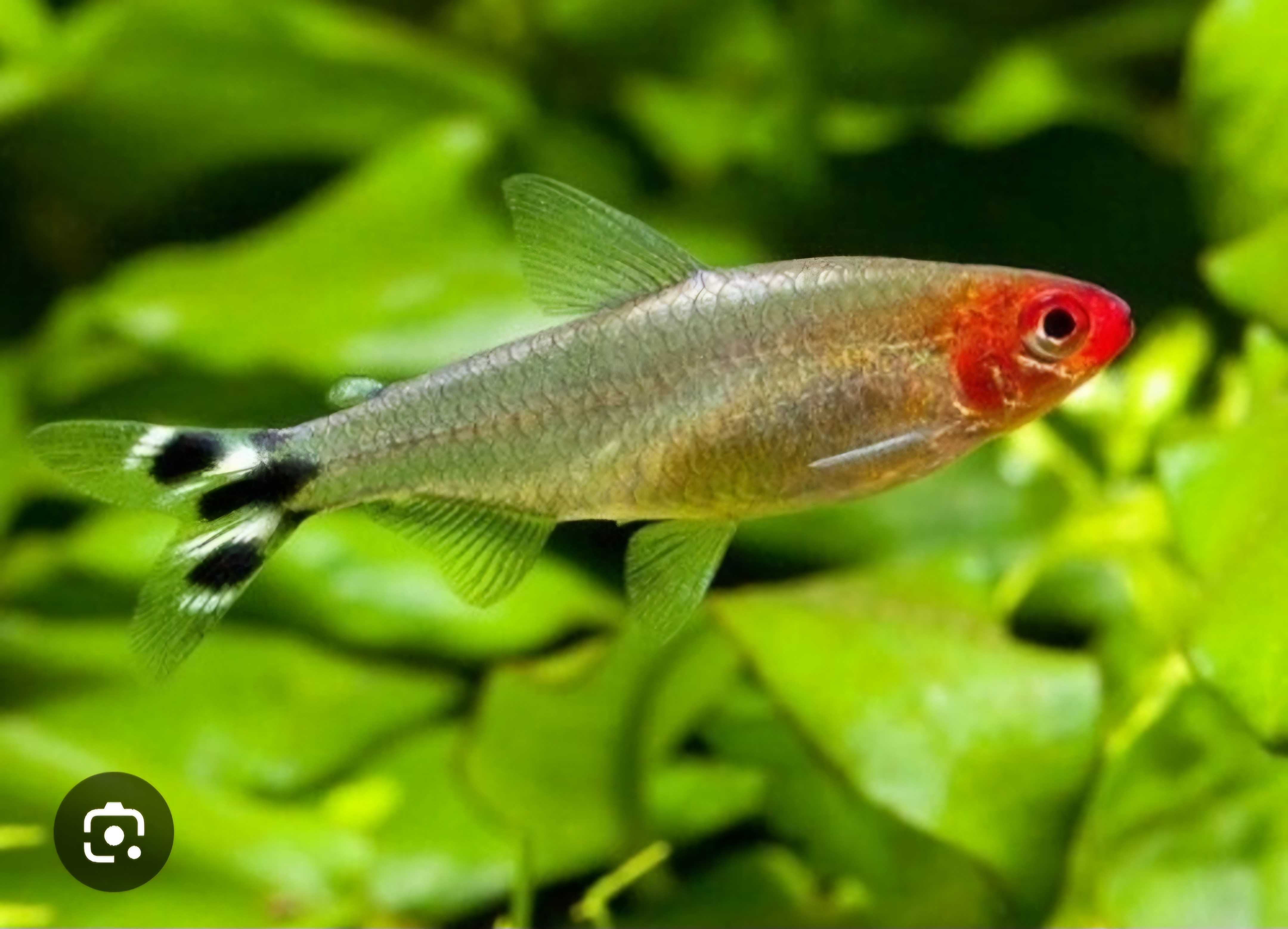 Rodostomus- zwinnik czerwonousty
