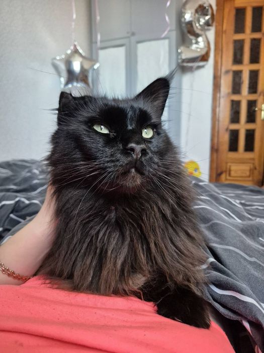 Доросла пара мейн кун