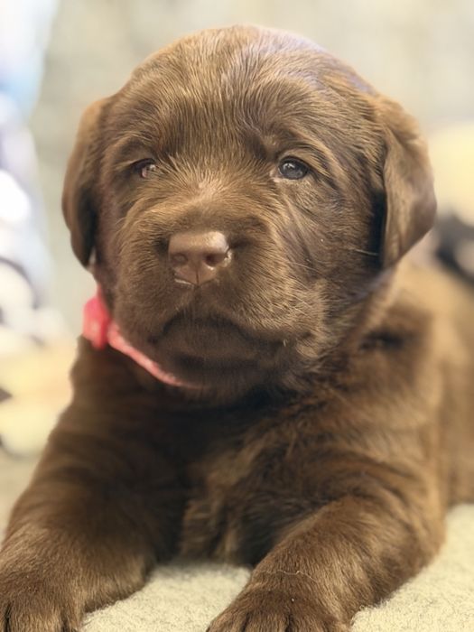 Labrador Retriever czekoladowa suczka
