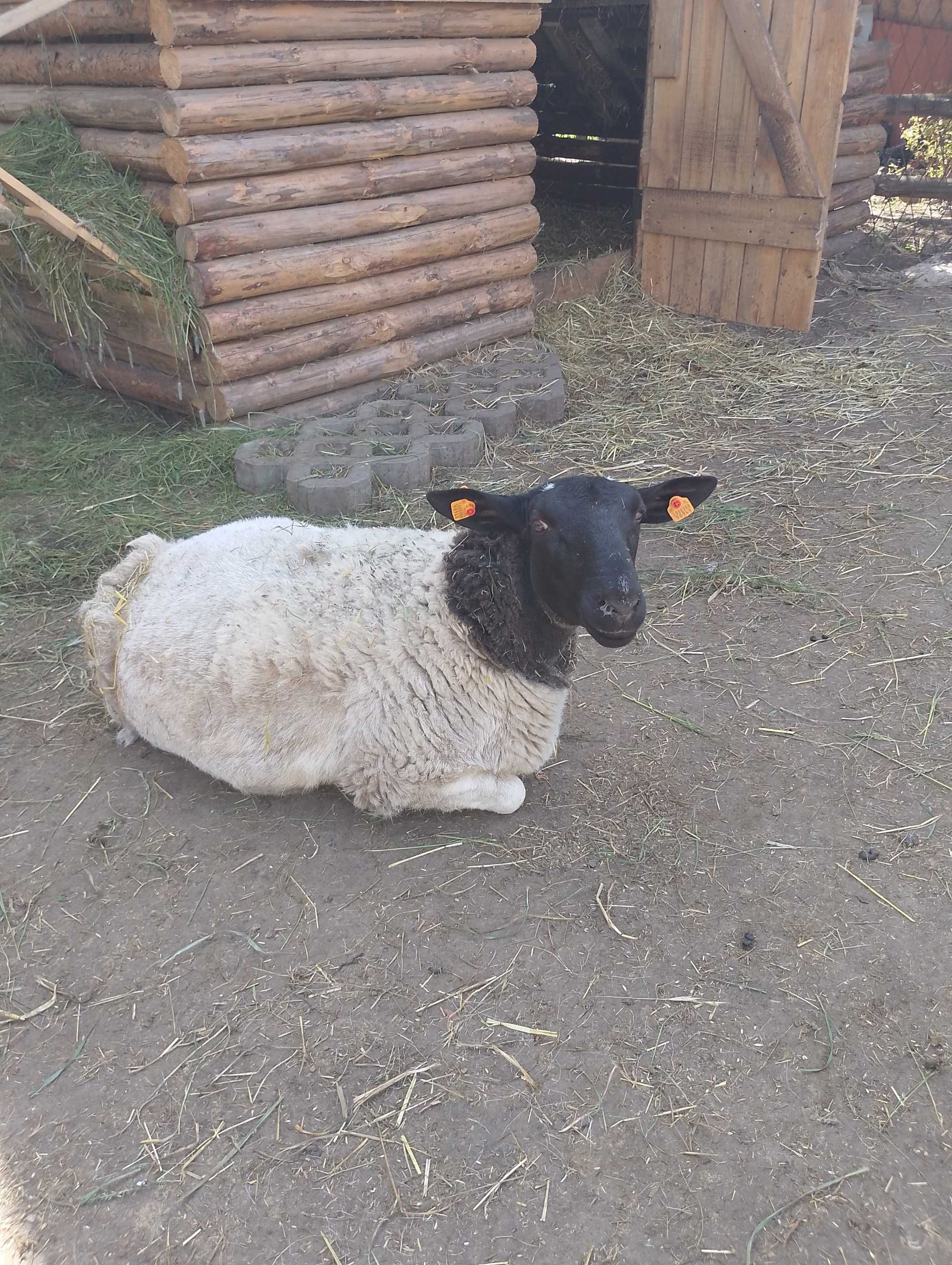 Owce dorper na sprzedaż