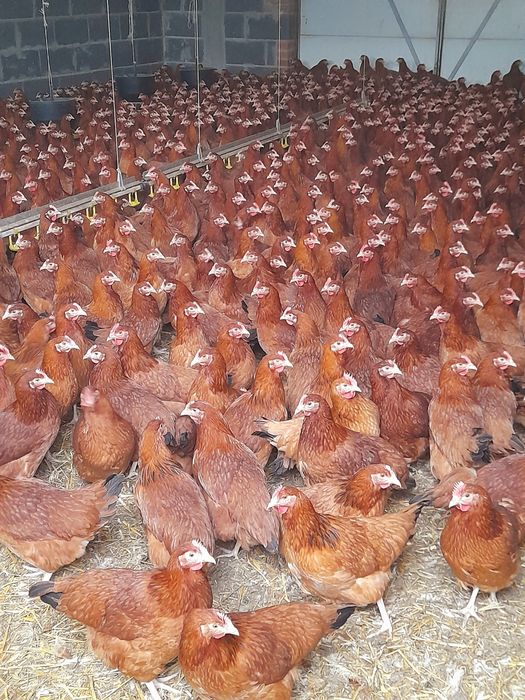 Kury Rossa 22 tyg Wysyłka Rosa Nioski