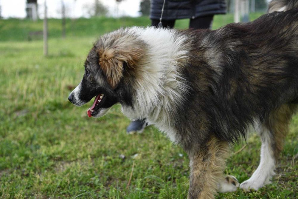 RITTA 1 rok lubi dzieci , piękny pies. Uratowana w Bułgarii