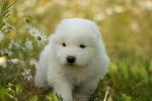 Samoyed dziewczynka . ZKwP, FCI.