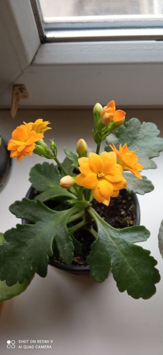 Продам каланхоє жовте