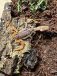Skorpion Janalychas Tricarinatus L2 PARTENOGENEZA