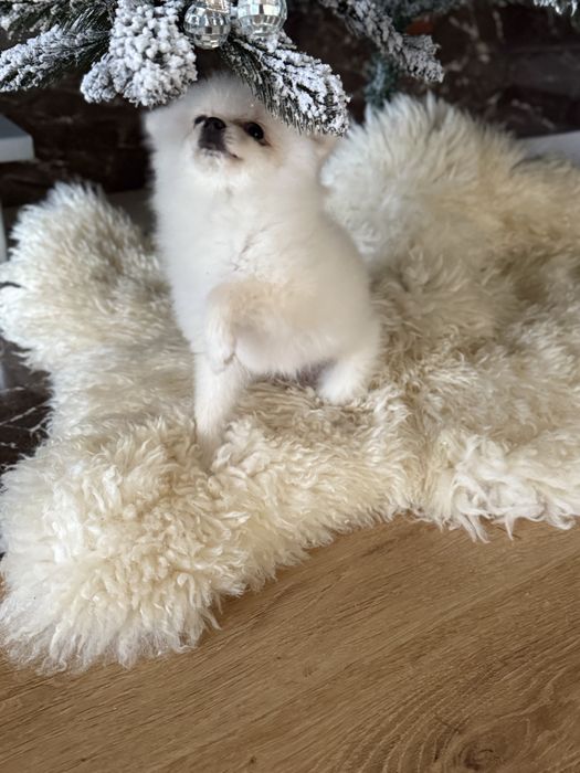 Шпіц , дівчинка 4 міс