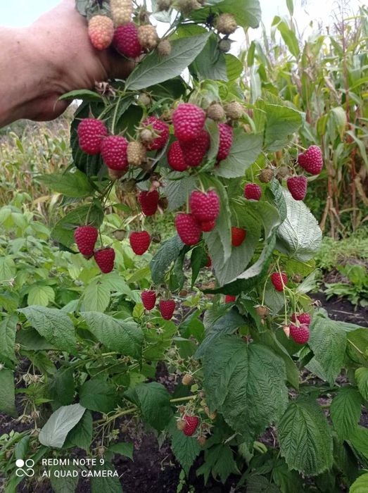 Саджанці малини сорт Еріка