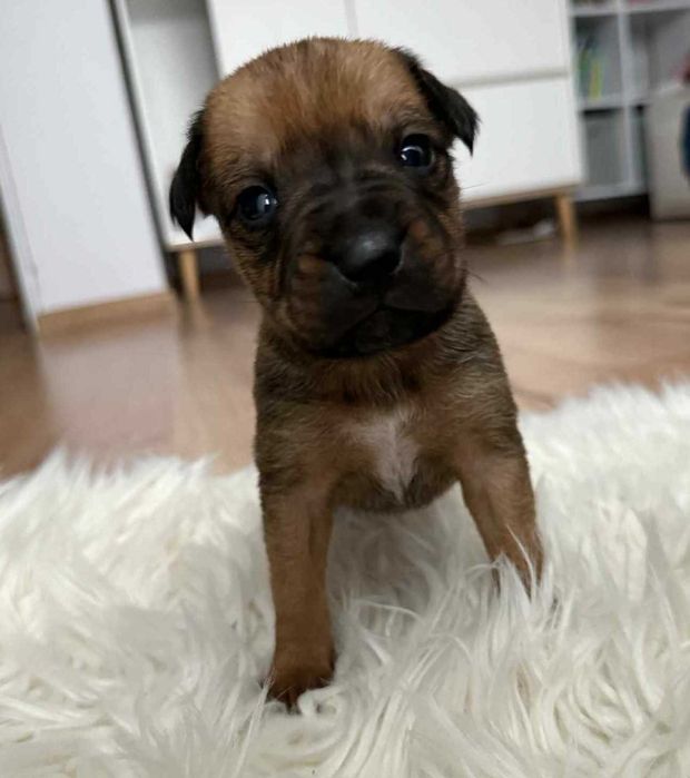 Słodziaki szukają domu