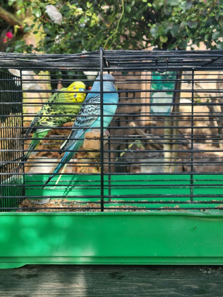 Papugi Faliste Duży wybór