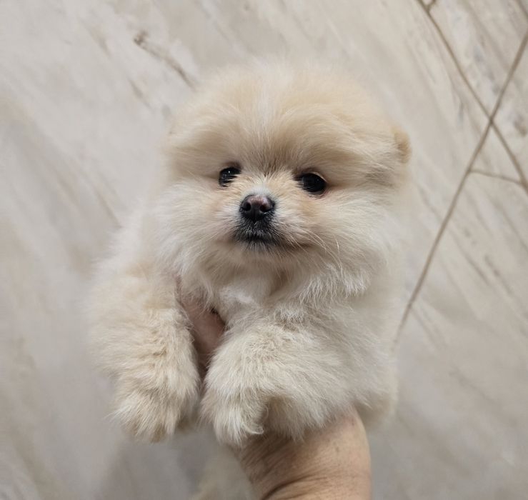 Sunia Szpic miniaturowy pomeranian