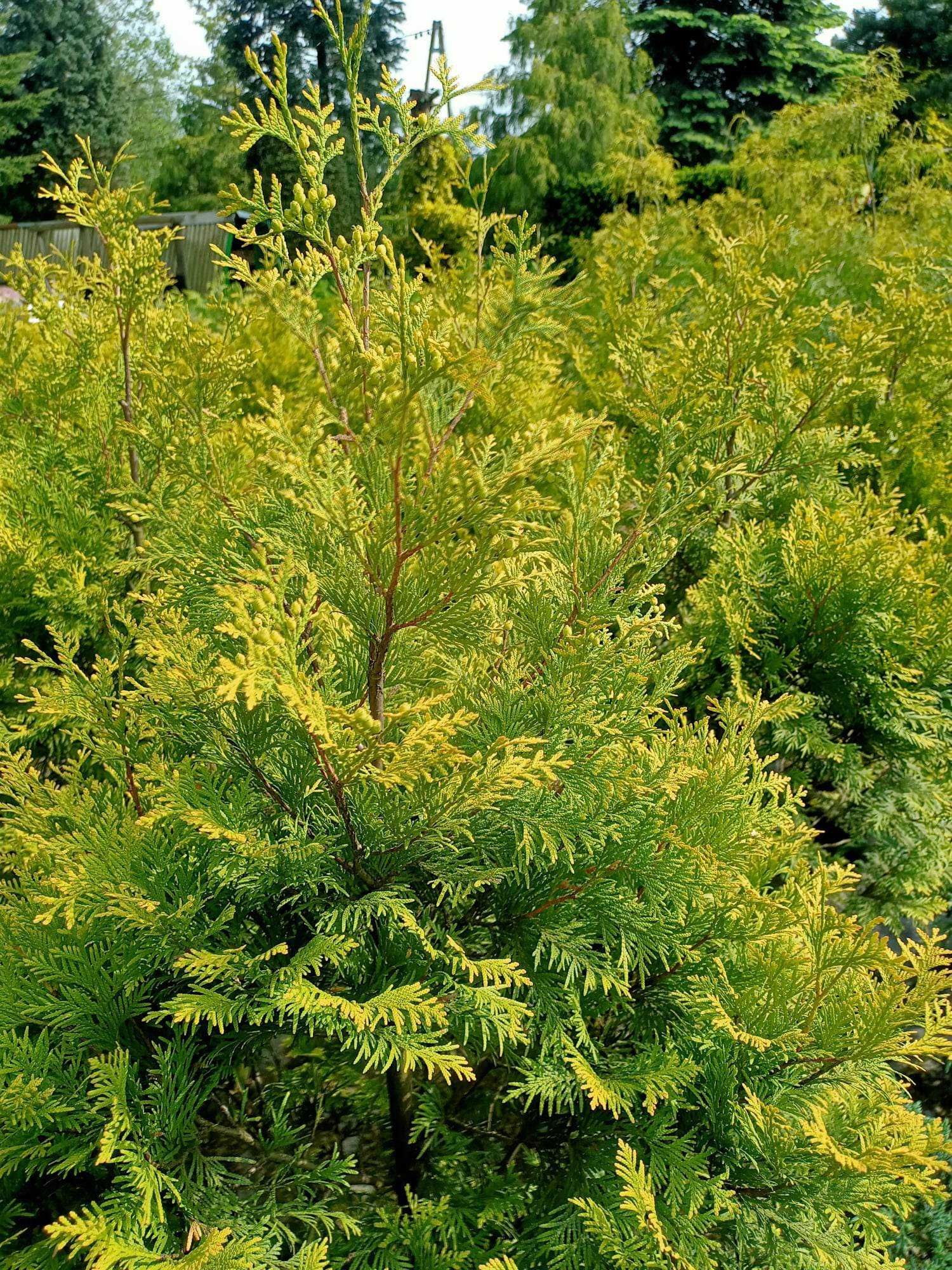 Stricta drzewko ozdobne ukorzenione 100cm 1m do ogrodu rośliny drzewka