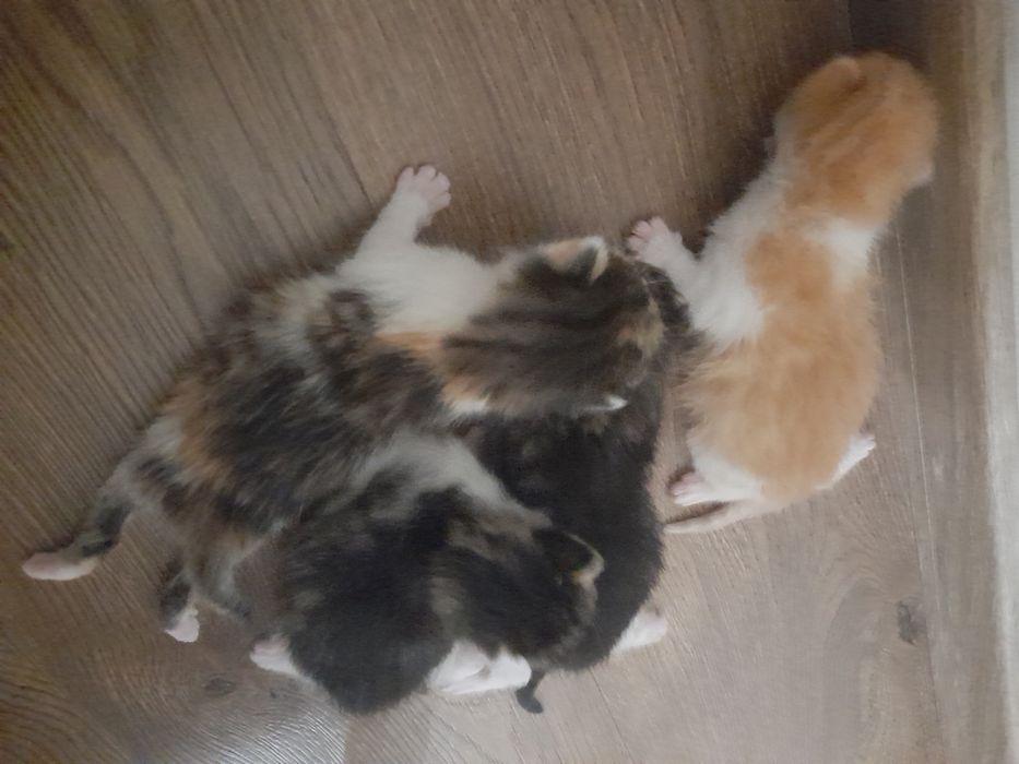 Kotki do adopcji
