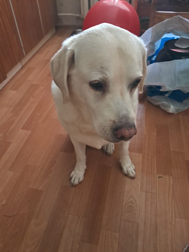 Oddam labradora w dobre ręce