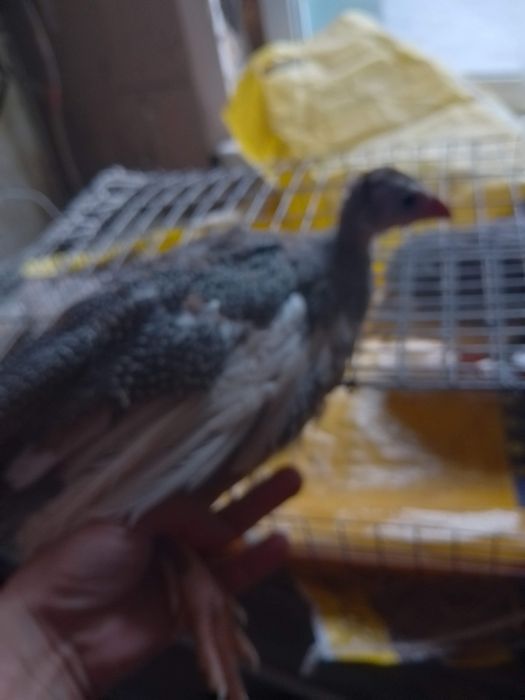 В наявності є Цесарята 2 місяців та 2,5 місяців.