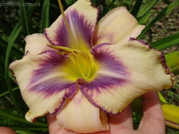 садовое куст годжи, шелковица ирис флоксы лилейник фиалка медуница