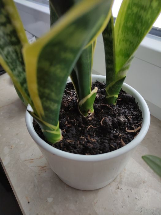 Śliczna sansewiera 30 cm