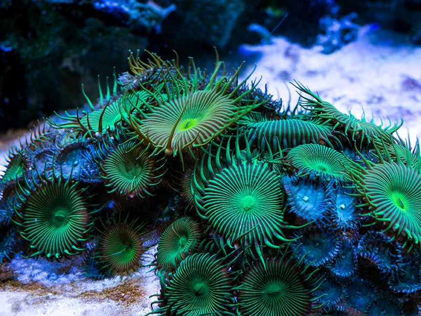 Palithoa toxic green - koralowce Olsztyn akwarium morskie