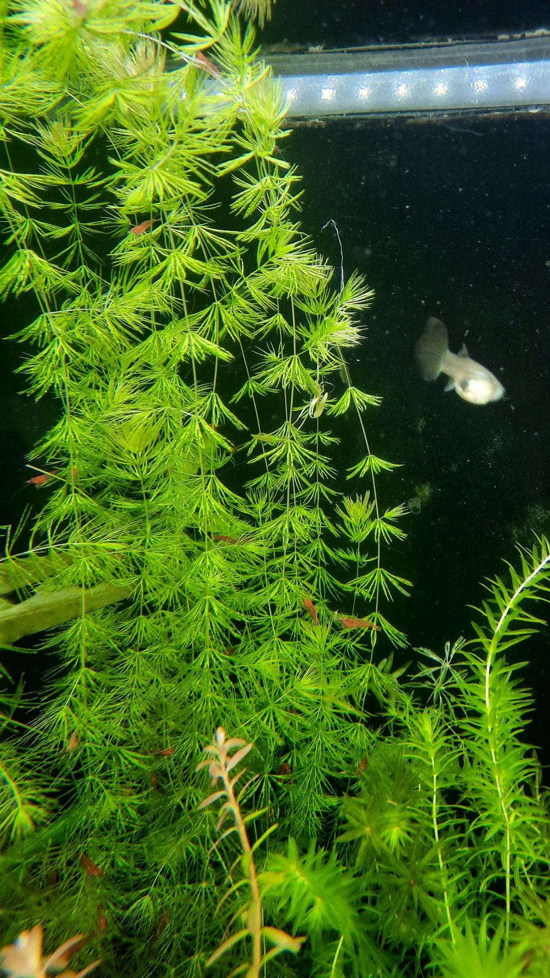 Planta Foxtail para aquario