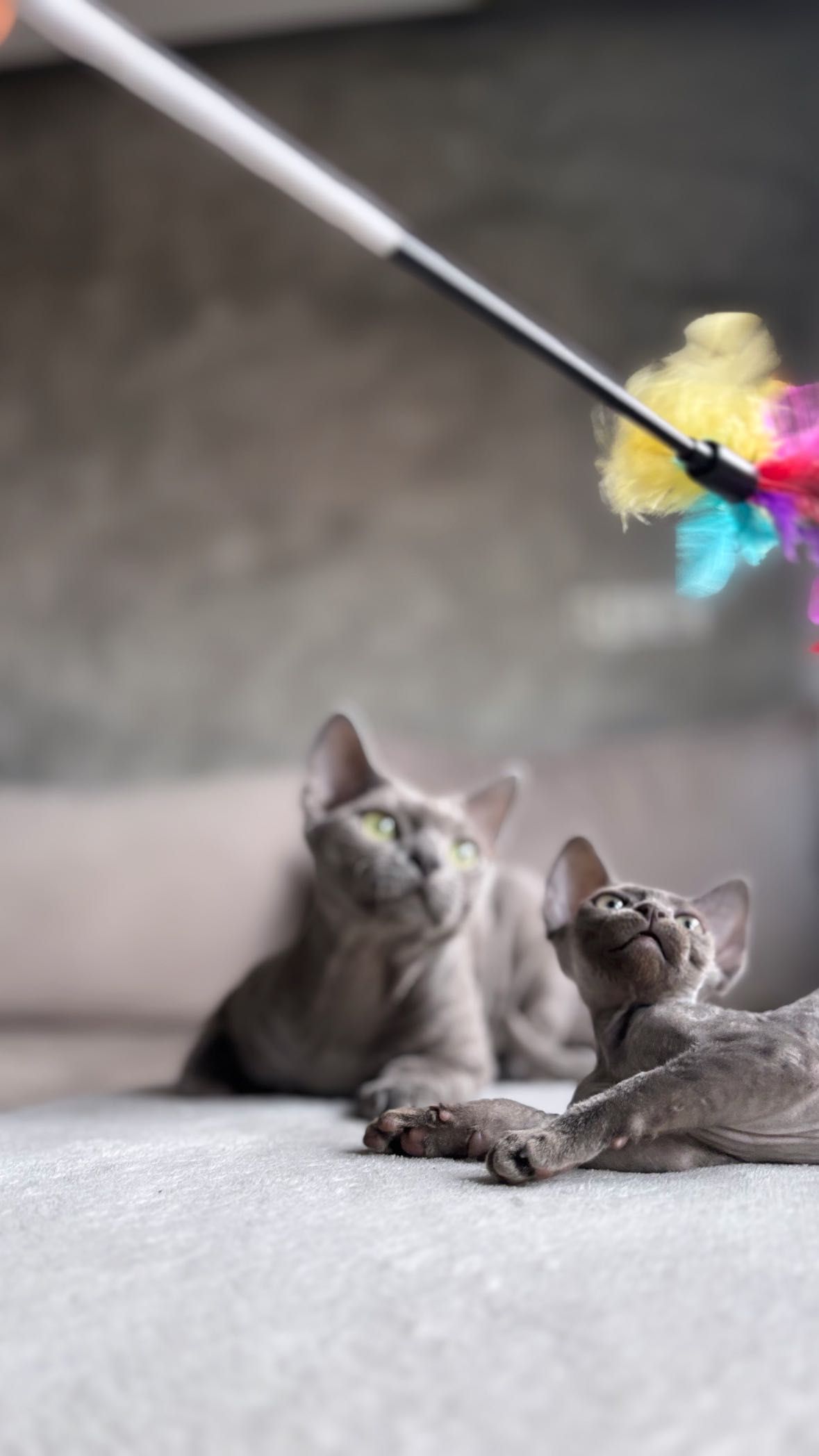 Deborah Devon rex