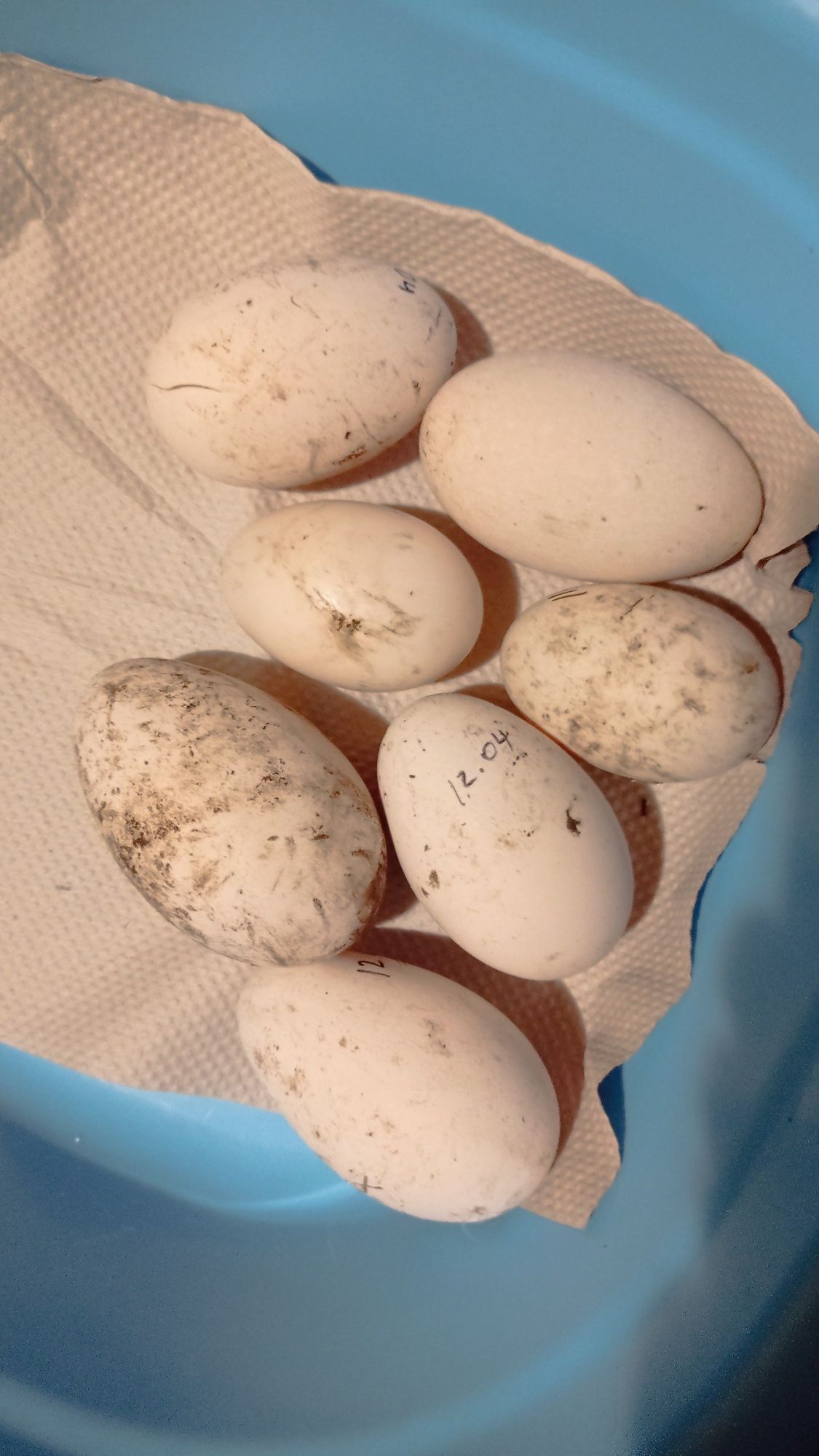 Продам гусячі яйця на інкубацію