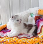 Блакитноокий хлопчик