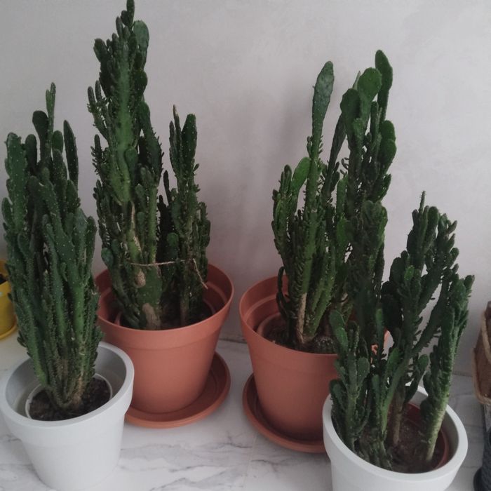 Кактуси   4 штуки