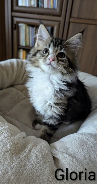 Kotka Maine Coon Gloria kocięta z rodowodem