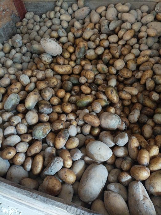 Sprzedam ziemniaki odpadowe po sortowaniu