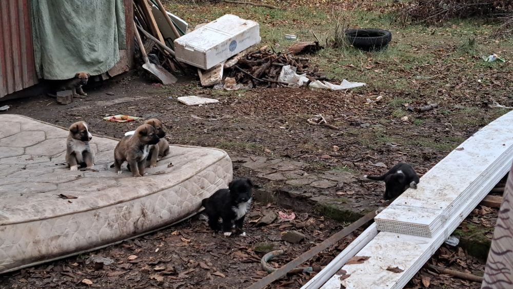 Отдам щенков в хорошие руки