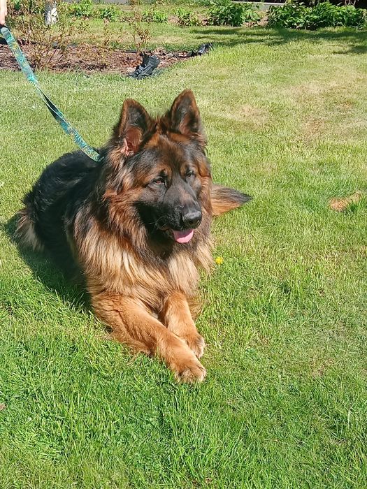 Owczarek niemiecki pies