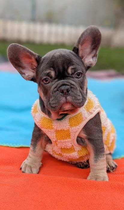 Голубые французы