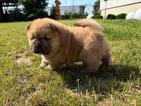Chow chow piękna sunia