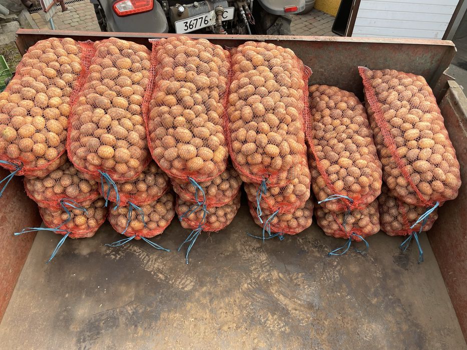 Картопля рання насінева сорт Коломбо, картопля Королева Анна