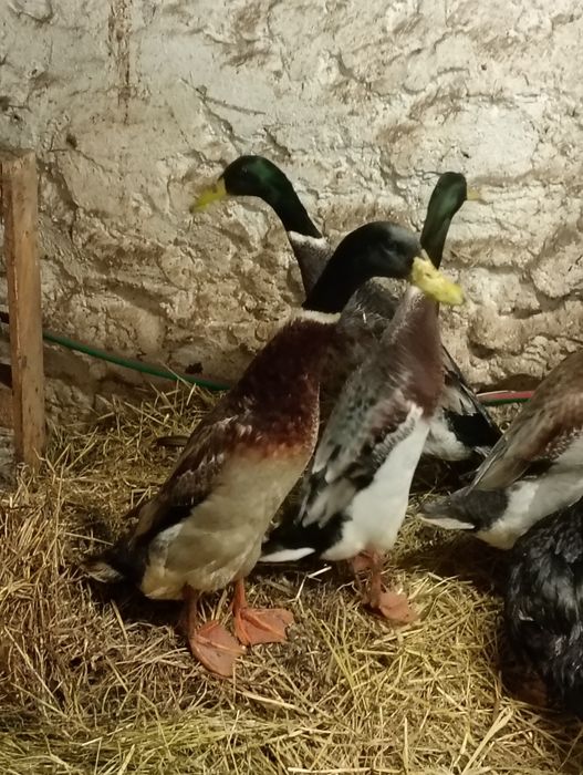 Kaczor biegus indyjski