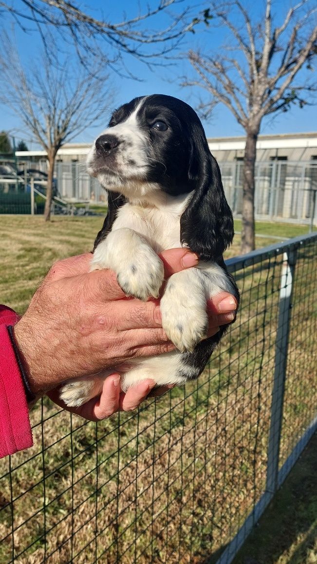 Menina Cocker com LOP-Pedigree