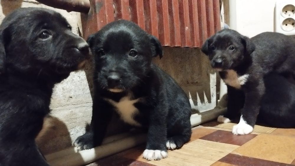 У добрі руки цуценята