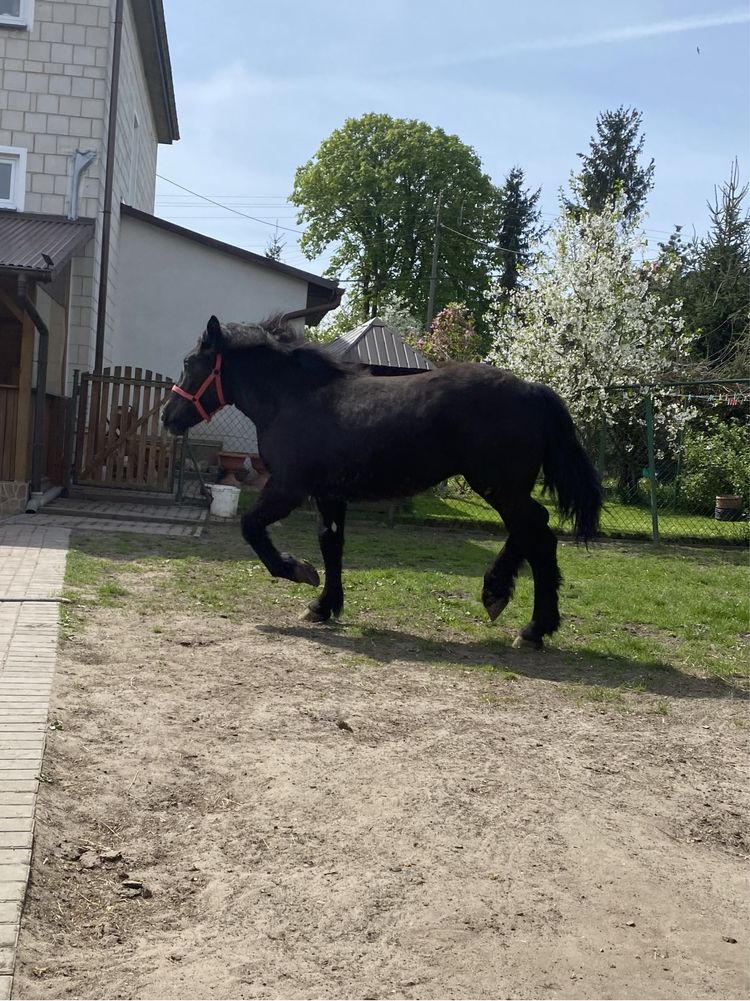 Źrebica rasy polski koń zimnokrwisty