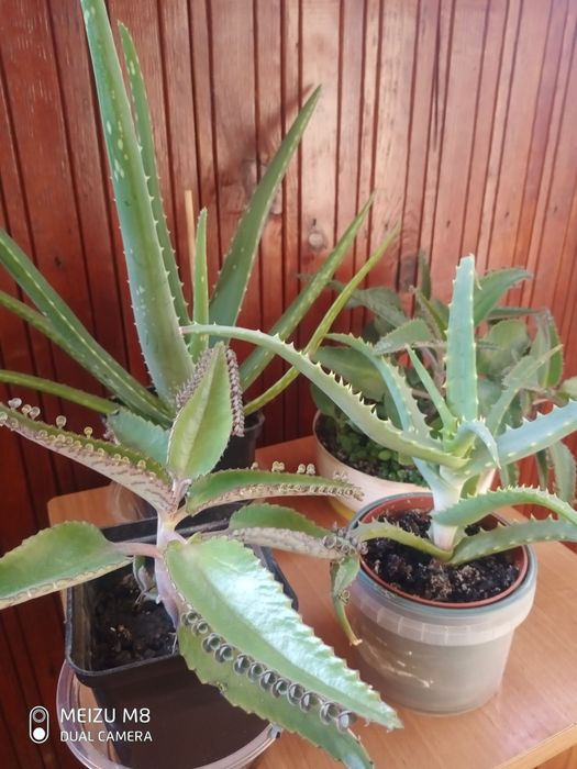 Золотой ус, Каланхоэ, Алоэ Вера,  Столетник.