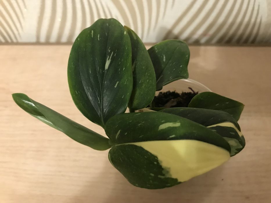 Филодендроны. Сциндапсусы, Эпипремнумы