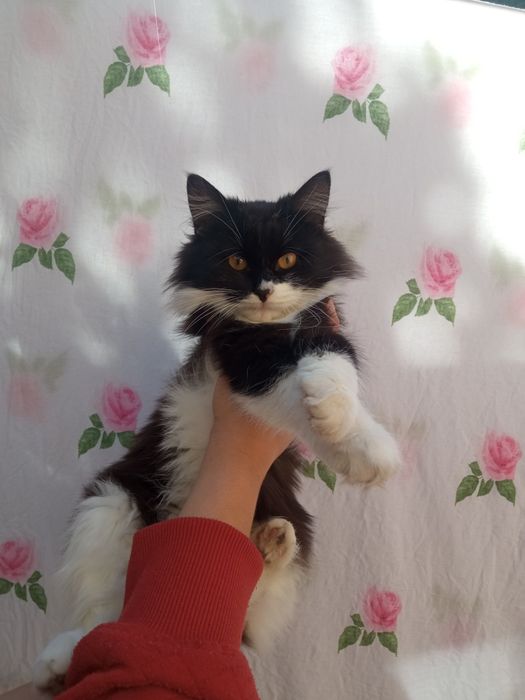 Кошечки в любящую семью