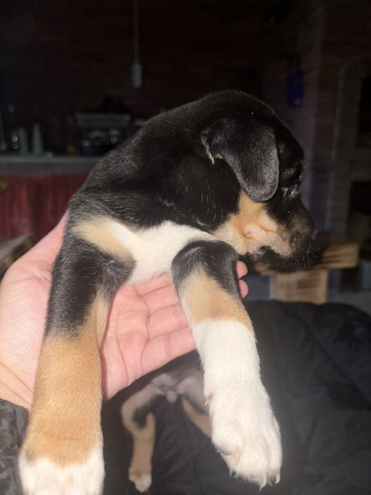 Метис пітбуль безкоштовно