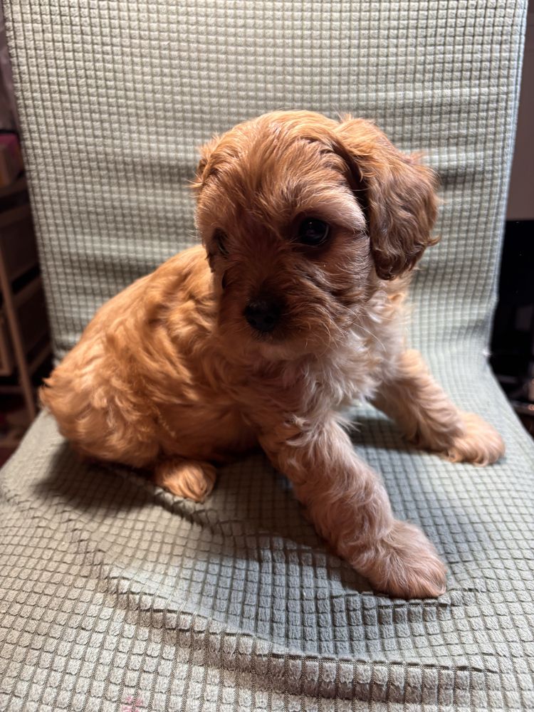Cavapoo suczka gotowa do odbioru