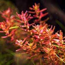 Rotala Butterfly Mini