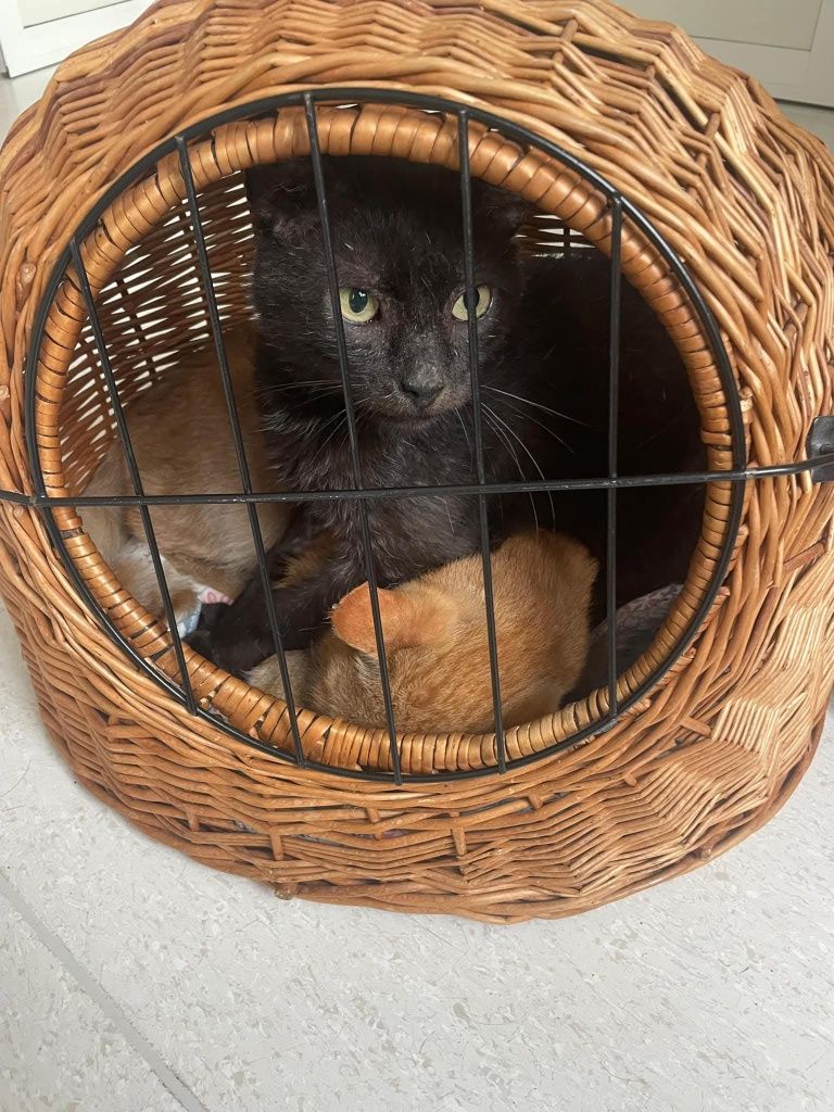 Kochany Lucky czeka na adopcje